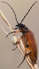 Cebrio gigas