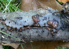 Myxarium nucleatum