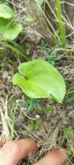 Arisarum