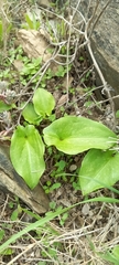 Arisarum