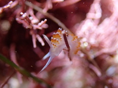 Apata pricei