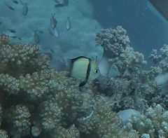 Dascyllus reticulatus