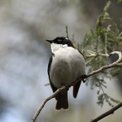 Melithreptus lunatus
