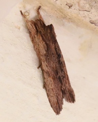 Lithophane semibrunnea