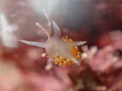 Apata pricei