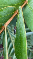 Paraulacizes irrorata