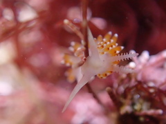 Apata pricei