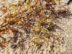 Sargassum