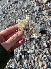 Corallina officinalis