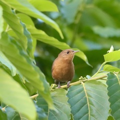Troglodytes aedon rufescens