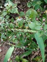 Symphyotrichum lateriflorum