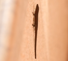 Algyroides nigropunctatus