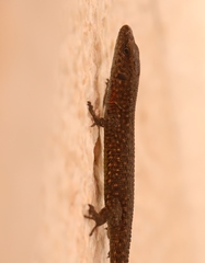 Algyroides nigropunctatus