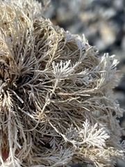 Corallina officinalis