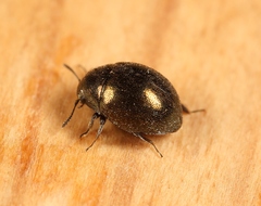 Lamprobyrrhulus nitidus