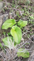 Arisarum vulgare