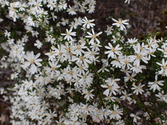Olearia