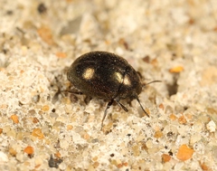 Lamprobyrrhulus nitidus