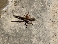 Eyprepocnemis plorans