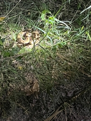 Bothrops asper