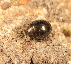 Lamprobyrrhulus nitidus