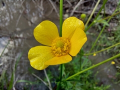 Ranunculus lappaceus