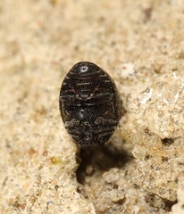 Lamprobyrrhulus nitidus