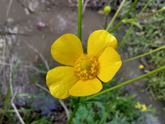 Ranunculus lappaceus