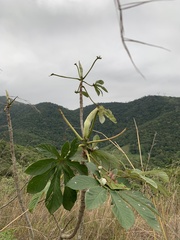 Cecropia pachystachya