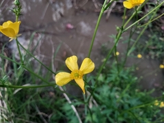 Ranunculus lappaceus