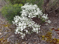 Olearia