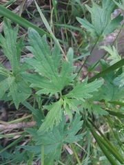 Ranunculus lappaceus