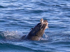 Arctocephalus pusillus pusillus