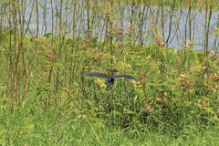 Ixobrychus flavicollis