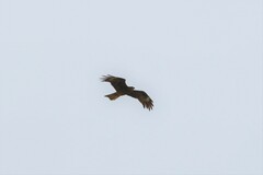 Milvus migrans lineatus