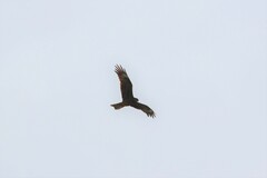 Milvus migrans lineatus
