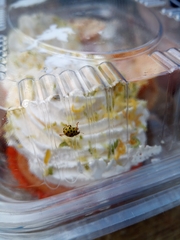 Psyllobora vigintiduopunctata