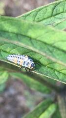 Coccinella septempunctata