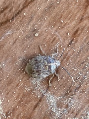 Antiteuchus