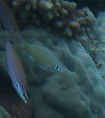 Chromis weberi