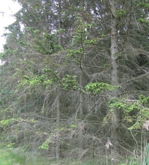 Abies alba