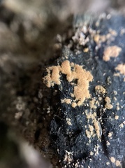 Sphaerosporium lignatile