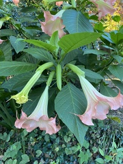 Brugmansia