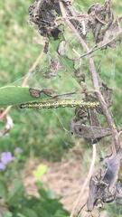 Uresiphita reversalis