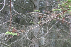 Abies alba