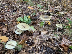 Amanita phalloides