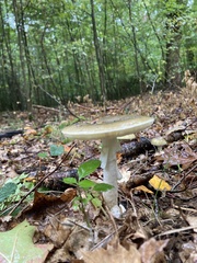 Amanita phalloides