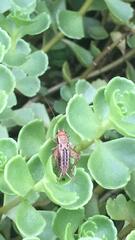 Allonemobius maculatus