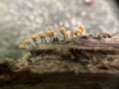 Hemitrichia calyculata