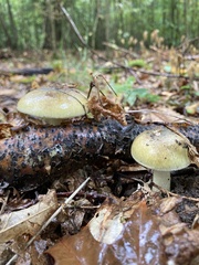 Amanita phalloides